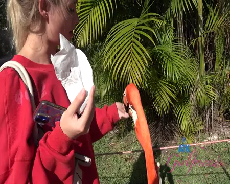 Poster: ATK Girlfriends 26 01 31 Nicole Nichols Sarasota 5